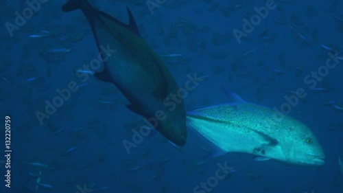 The giant trevally; Caranx ignobilis (also known as the giant kingfish) are hunting Pterocaesio pisang.Banana fusilier, Indian Ocean photo