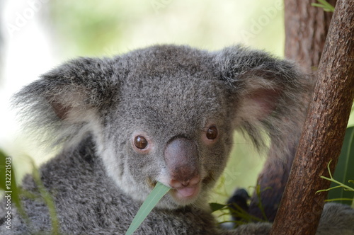 Photography happy koala bear