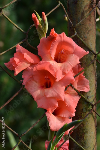 Gladiola mit Regentropfen hinter Zaun