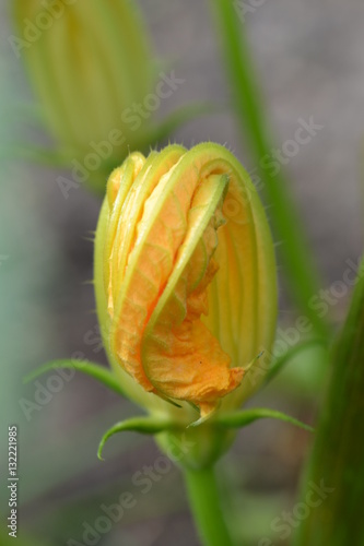 Kürbisblüte