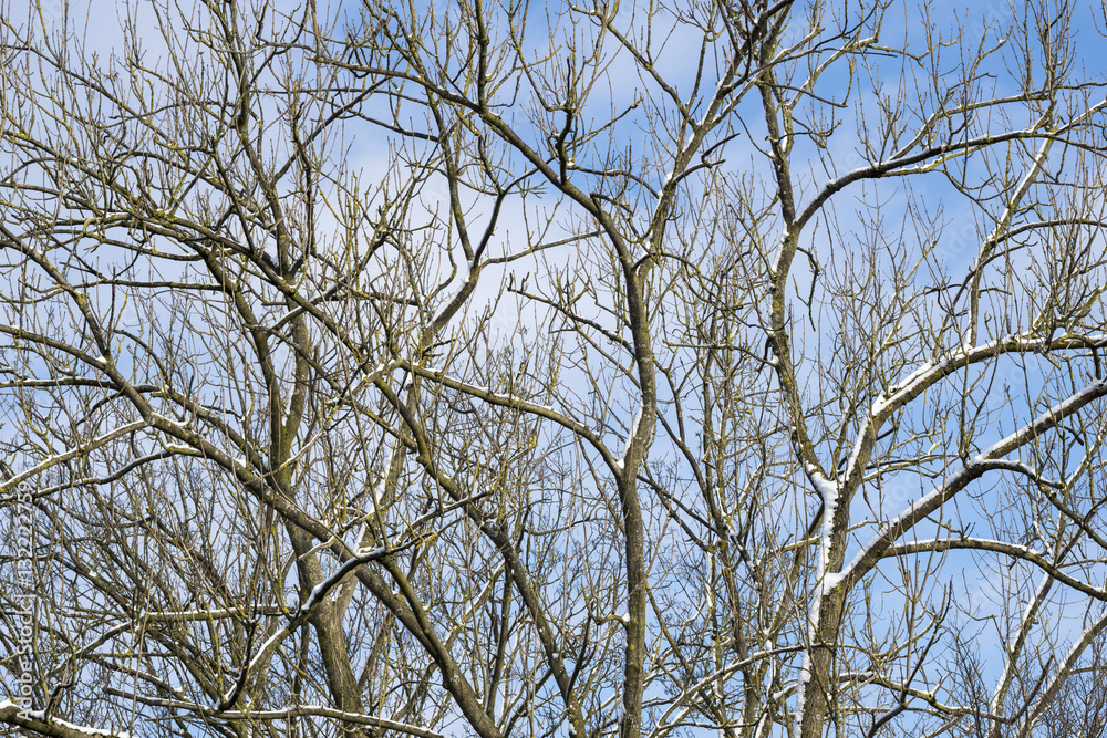 Baum mit Schneebedeckten Äste vor blauem Himmel Baum mit Schneebedeckten Äste vor blauem Himmel
