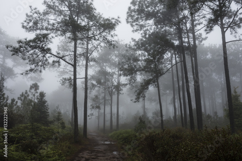 Fototapeta Naklejka Na Ścianę i Meble -  jungle in fog