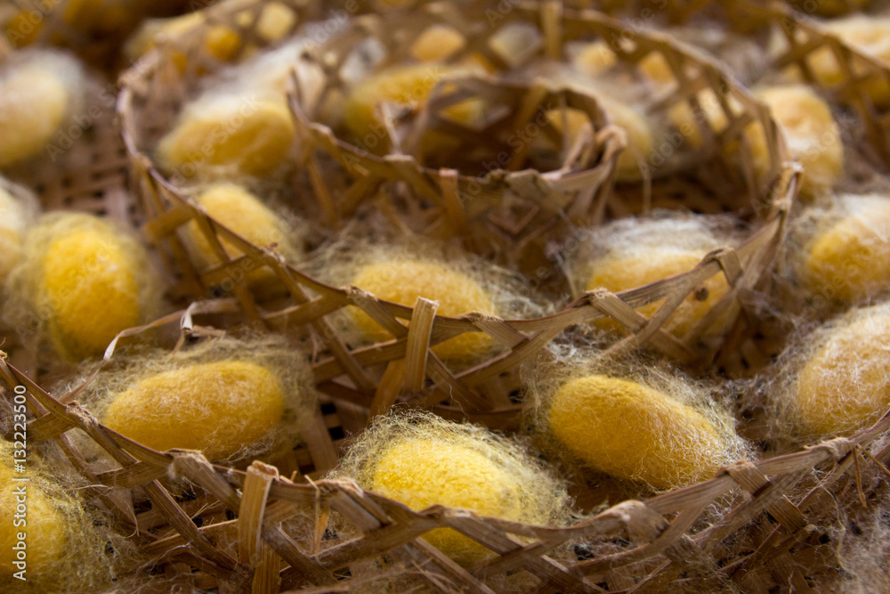 Group of silkworm in yellow cocoon stage on weave craft backgrou