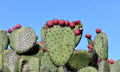 Prickly pear cactus silhouette against blue sky
