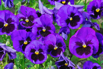 Fototapete Veilchen Lila Stiefmütterchen im Gartenbeet  © tillottama