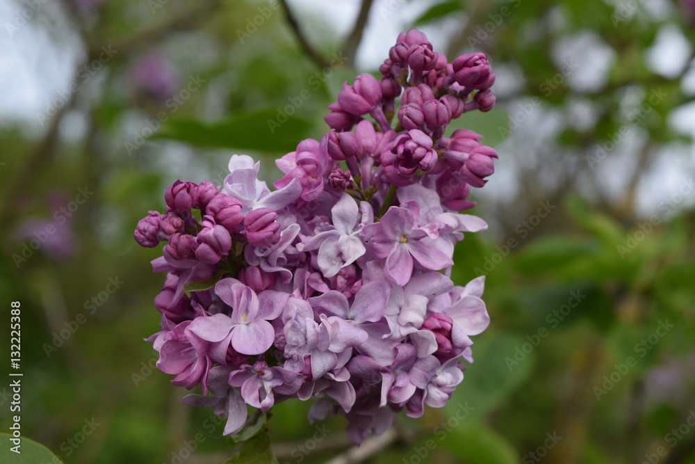 flower flower