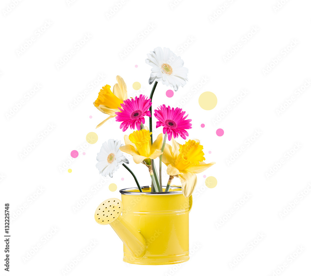 Gerber Daisy, and butterfly in can on white background