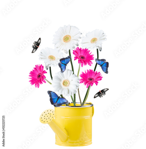 Gerber Daisy, and butterfly in can on white background