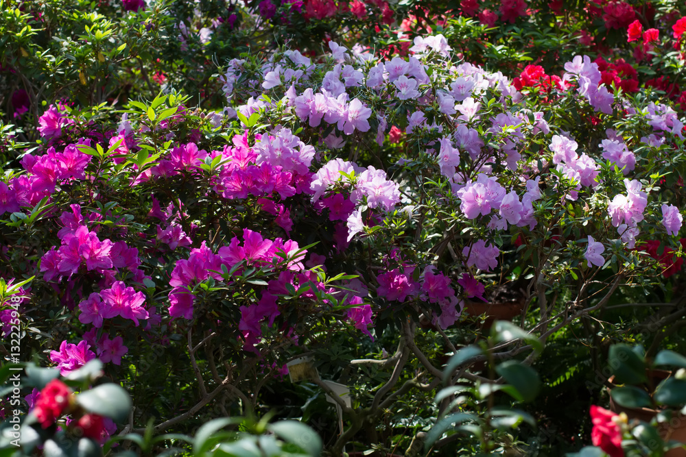 Obraz premium Blooming azaleas garden.