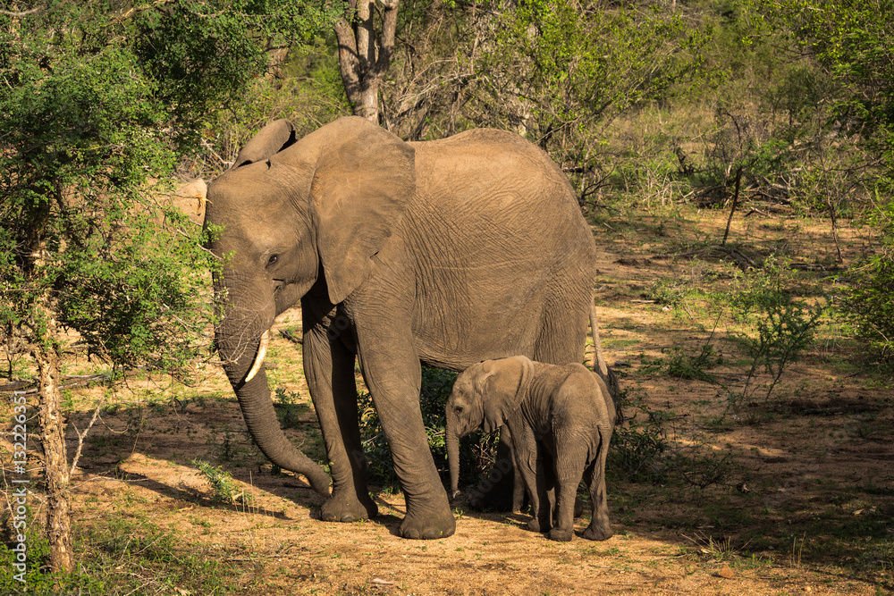 Young elephant with its mother