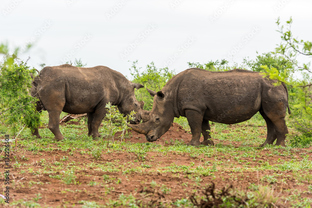 Fototapeta premium Two white rhinos grazing in an open field in South Africa