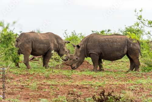 Two white rhinos grazing in an open field in South Africa