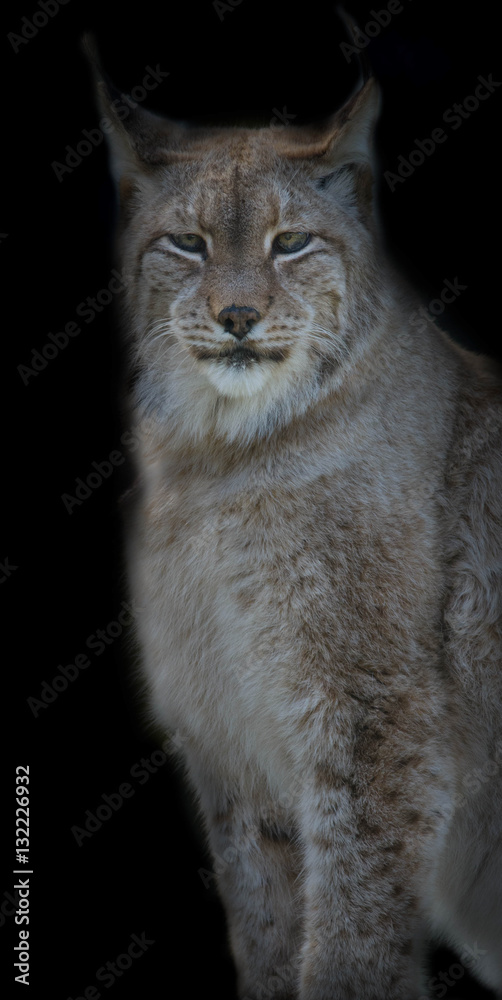 Fototapeta premium Lynx