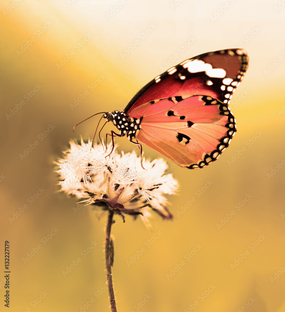 Fototapeta premium Nature spring flower with butterfly