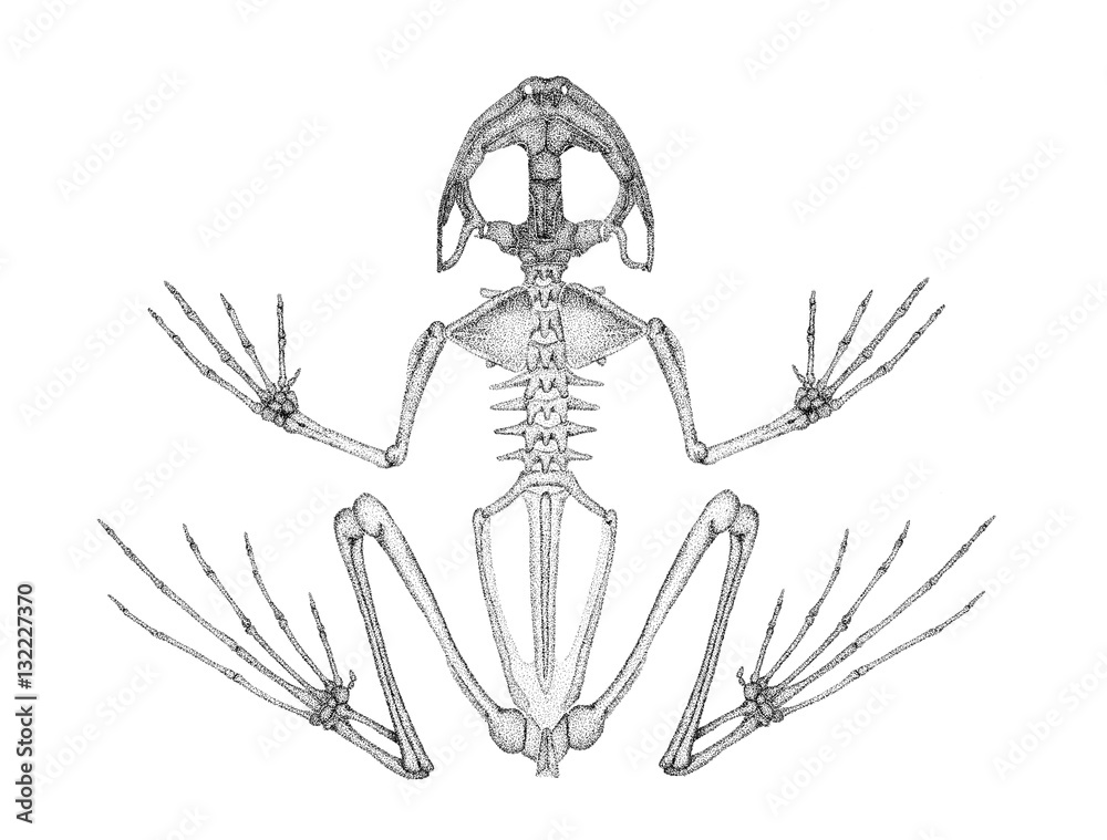 Naklejka premium Szkielet żaby. Rysunek. Długopis techniczny.
