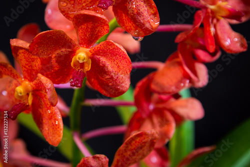 A Vanda Orchid flower