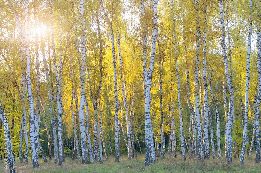 Fototapeta premium Brzozowy gaj i słońce. Wczesna jesień.