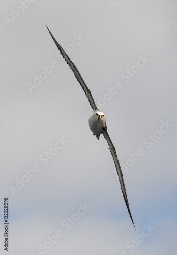 Albatros à nez jaune,.Thalassarche chlororhynchos,  Atlantic Yellow nosed Albatross, Georgie du Sud photo