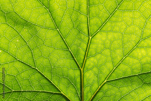 Detail of the backlit texture and pattern of a fig leaf plant, the veins form similar structure to a green tree