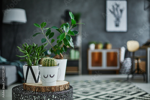 Decorative green houseplant in pot photo