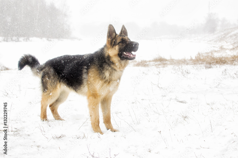 adult sheepdog on a winter walk adult sheepdog on a winter walk