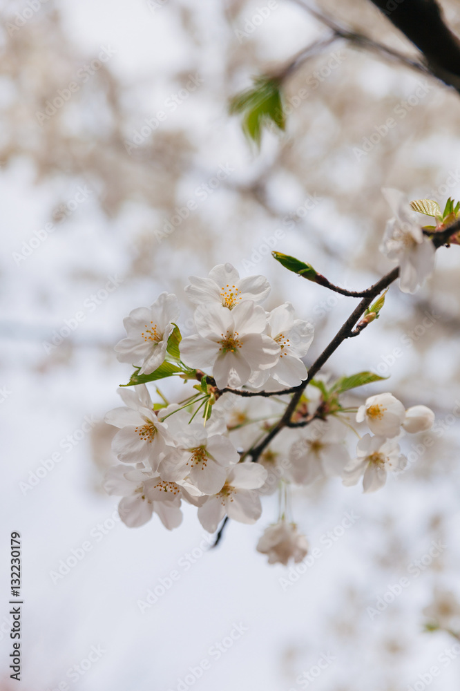 Branch of white Cherry Blossoms. Branch of white Cherry Blossoms.