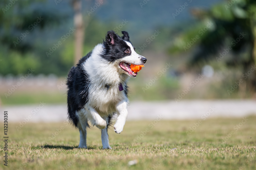 Border Shepherd runs in the grass