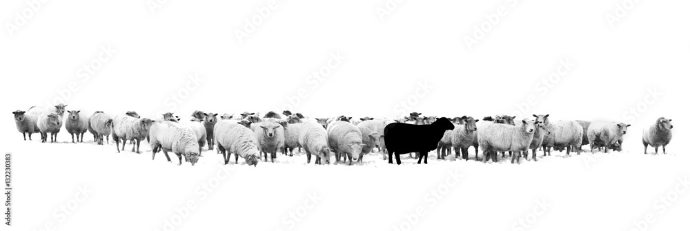 Naklejka premium Czarna owca w stadzie owiec