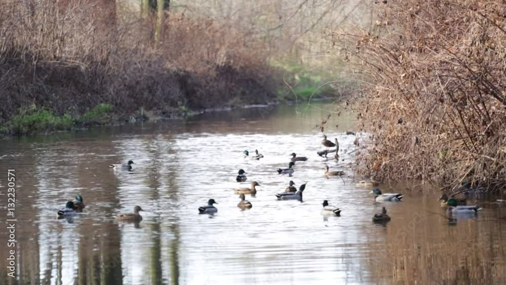 Wild ducks on a river during sunny fall Wild ducks on a river during sunny fall