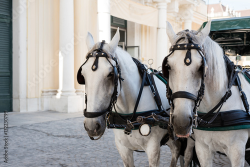 white horse carriage © eriyalim