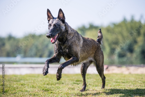 The Malinois play on the grass © chendongshan