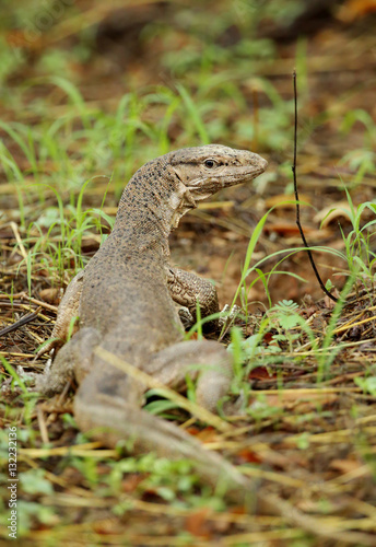 Mointor Lizard in Ranthamobore National Park © Dr Ajay Kumar Singh
