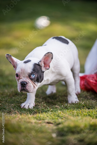 Fototapeta Naklejka Na Ścianę i Meble -  French bulldog playing on the grass