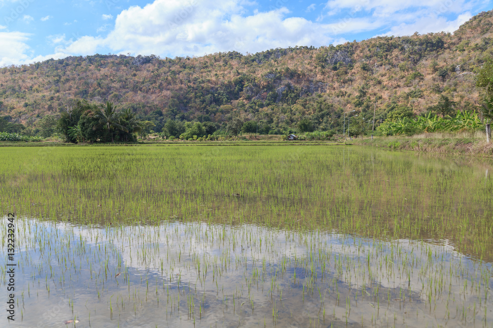 paddy fields