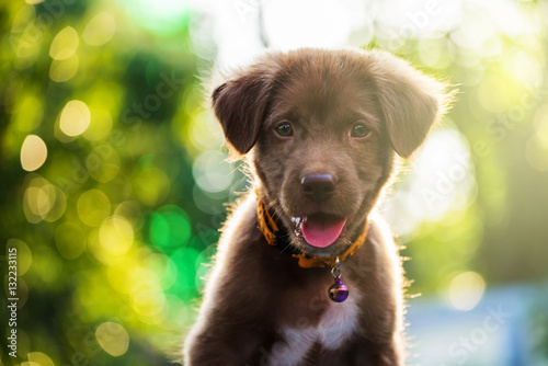 Fototapeta Naklejka Na Ścianę i Meble -  labrador puppy dog with bokeh light