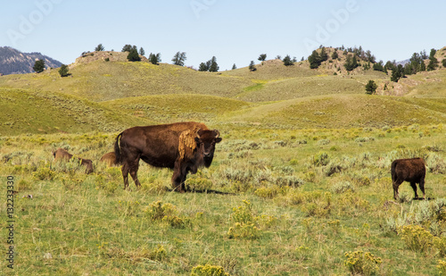 Two bison in the foreground against a background of mountains and prairies in Yellowstone National park,WY,USA