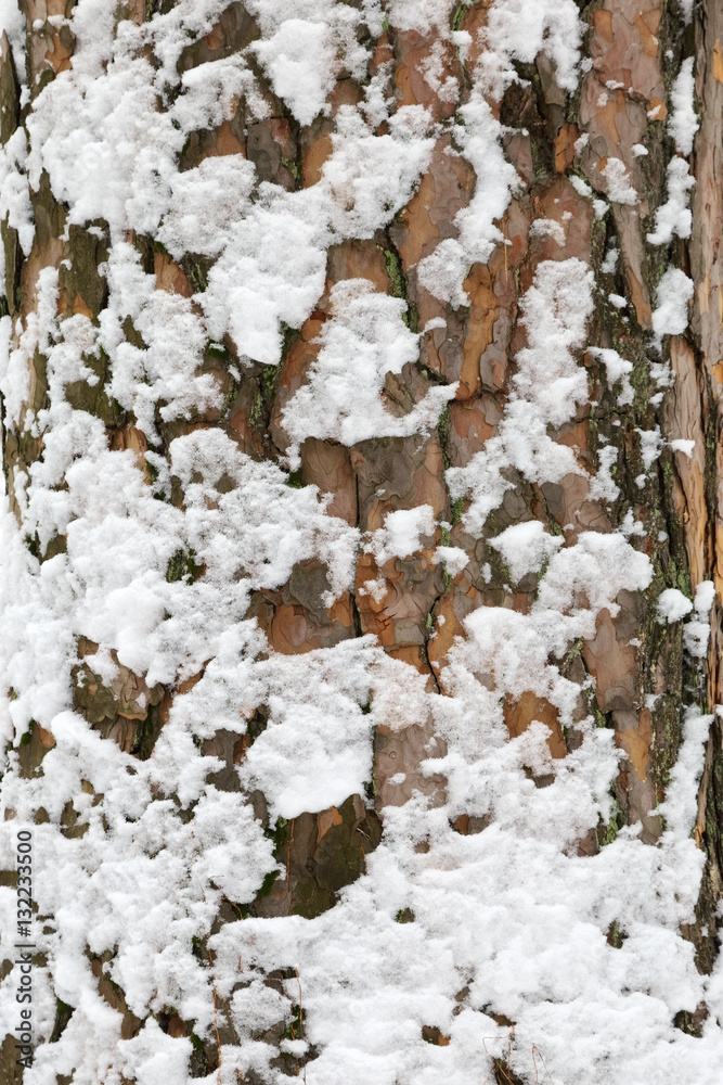 Bark with snow. Background of oak bark with snow. Bark with snow. Background of oak bark with snow.