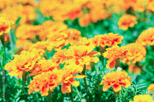 French marigolds flower in the field garden © crazyass