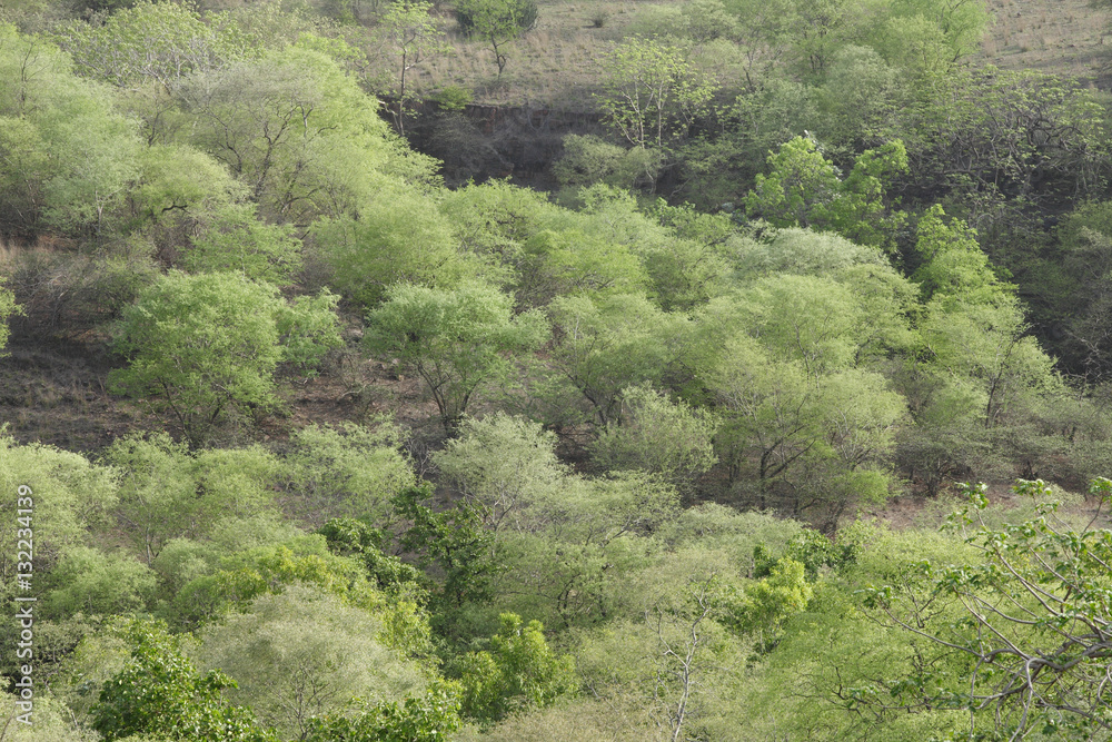 Dhoke forest  in the Ranthambore National Park 