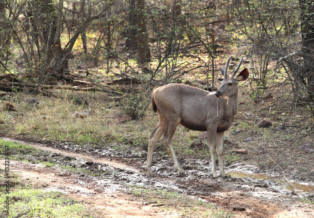 Samber dear in Ranthambore National Park Samber dear in Ranthambore National Park