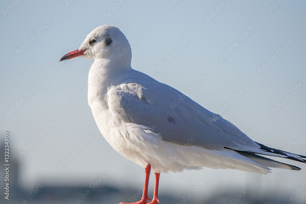 Obraz premium かもめ