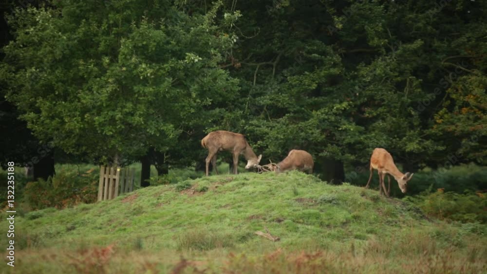 Deer fighting for a female on a hill in England Deer fighting for a female on a hill in England