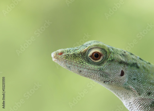 Green lizard  Costa Rica