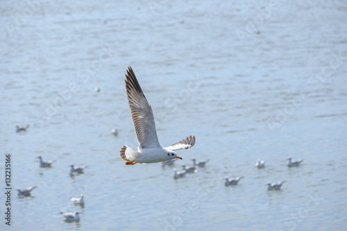 White seagull flying. © Winyou