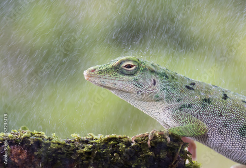 Green lizard in the rain  Costa Rica