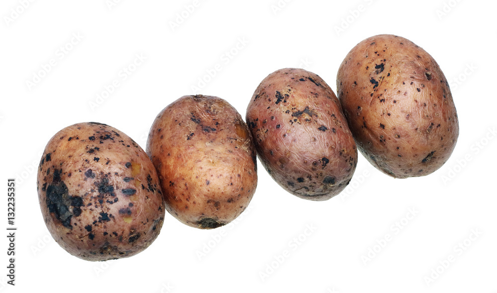 Four potatoes, boiled together with a peel Four potatoes, boiled together with a peel