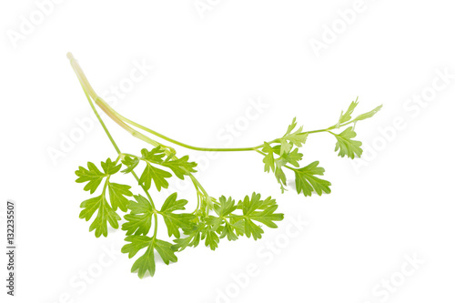 Bunch of fresh coriander leaves over white background.