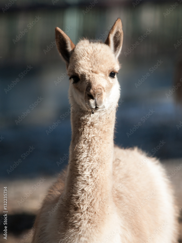 Fototapeta premium Vicuna, Vicugna vicugna, close-up portrait of wild South American camelid, relative of llama and living high andean areas of Argentina, Bolivia, Chile, Peru and Ecuador