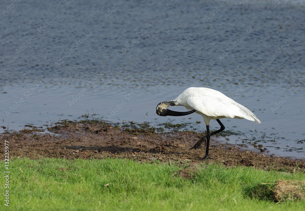 Naklejka premium Black-headed Ibis is also called as Oriental white Ibis