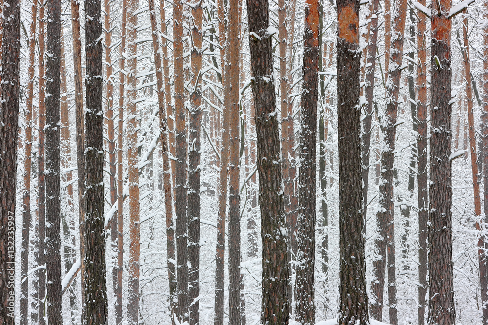 Winter trunks of trees. Texture of the trunks of young pine trees with snow.